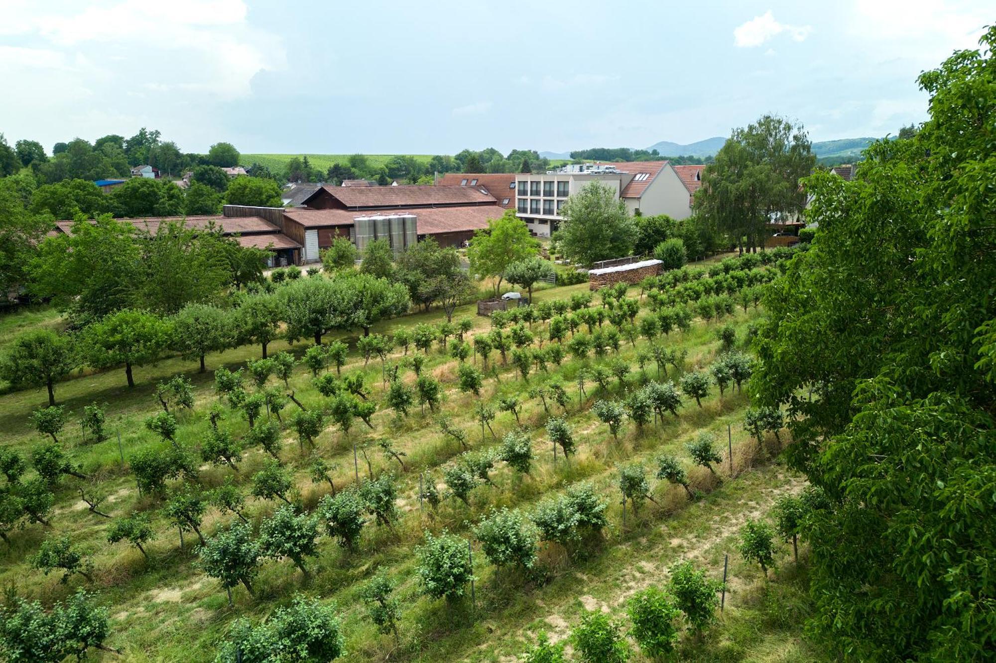 Weinhotel Fritz Walter Niederhorbach Exteriér fotografie